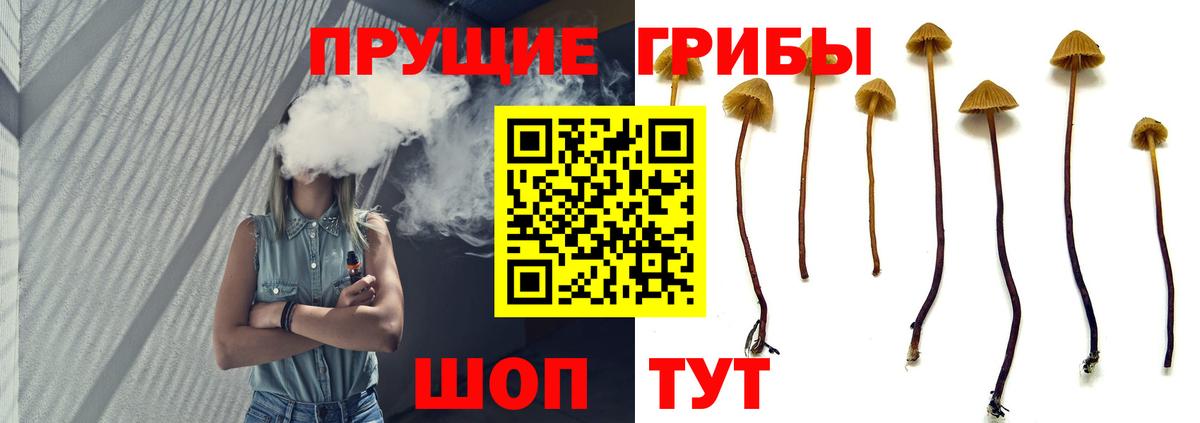 Галлюциногенные грибы Psilocybe Кимры